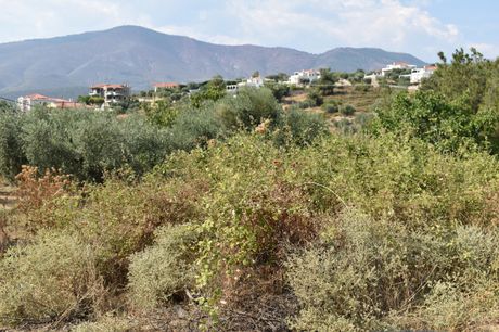 Land plot 480sqm for sale-Thasos » Limenaria