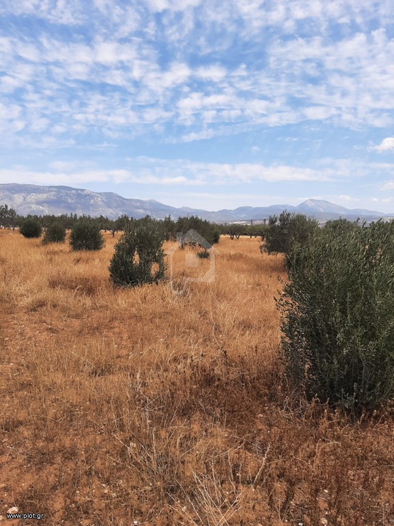 Αγροτεμάχια 4.900 τ.μ. προς πώληση, Άγιος Κοσμάς Κορίνθου