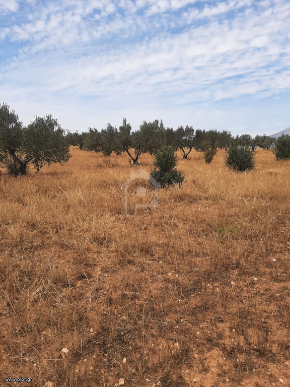 Αγροτεμάχια 4.900 τ.μ. προς πώληση, Άγιος Κοσμάς Κορίνθου