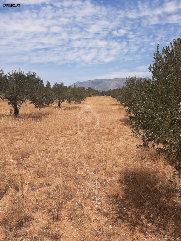 Αγροτεμάχια 4.900 τ.μ. προς πώληση, Άγιος Κοσμάς Κορίνθου