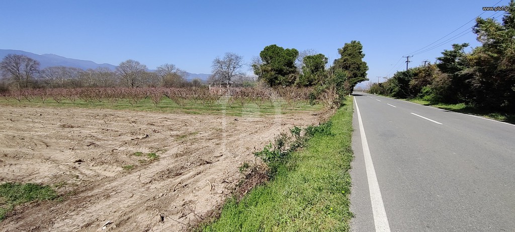 Αγροτεμάχια 2.000 τ.μ. για πώληση, Ημαθία, Ανθεμιά