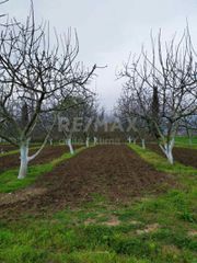 Αγροτεμάχια 10.000 τ.μ. για πώληση