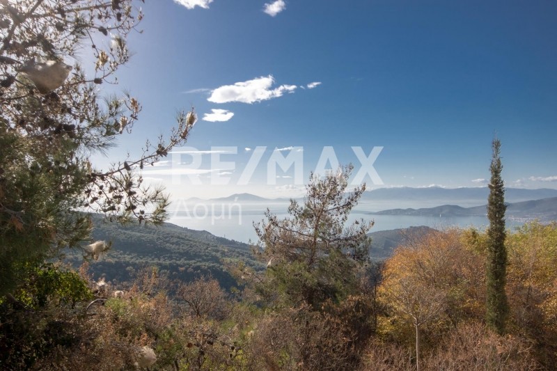 Αγροτεμάχια 6.354 τ.μ. πρός πώληση, Μαγνησία, Πορταριά