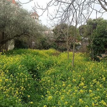 Οικόπεδο 484τ.μ. για πώληση-Πεύκη » Άνω πεύκη