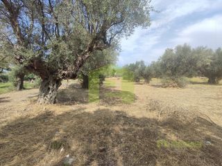 Αγροτεμάχια 1.628 τ.μ. για πώληση, Αχαΐα, Ρίο-thumb-3