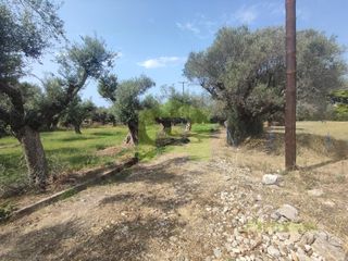 Αγροτεμάχια 1.628 τ.μ. για πώληση