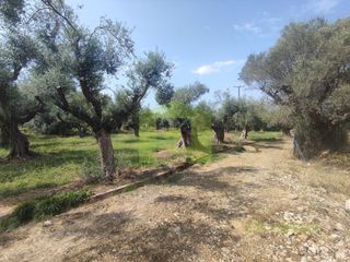 Αγροτεμάχια 1.628 τ.μ. για πώληση, Αχαΐα, Ρίο-thumb-1