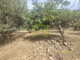Αγροτεμάχια 1.628 τ.μ. για πώληση, Αχαΐα, Ρίο-thumb-9