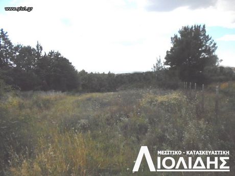 Αγροτεμάχια 13.700 τ.μ. για πώληση