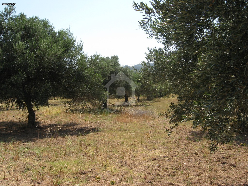 Οικόπεδο 4.050 τ.μ. προς πώληση, Άγιοι Απόστολοι Βοιών