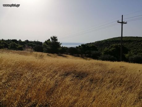 Αγροτεμάχια 18.500 τ.μ. για πώληση