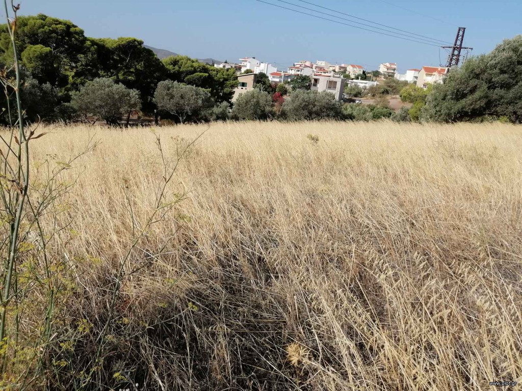 Αγροτεμάχια 18.500 τ.μ. πρός πώληση, Αττική - Υπόλοιπο, Κερατέα