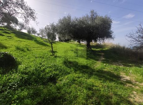 Αγροτεμάχια 8.000τ.μ. για πώληση-Μεσσατίδα » Οβριά
