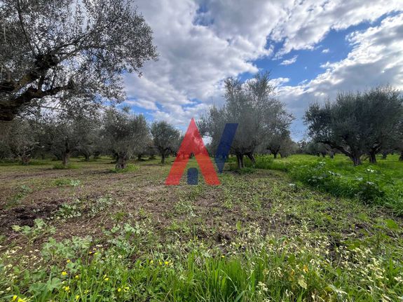 Αγροτεμάχια 11.000 τ.μ. για πώληση, Μεσσηνία, Καλαμάτα