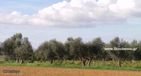 Parcel 2.900sqm for sale-Amaliada » Sosti