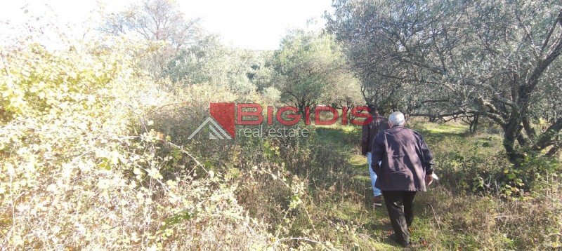 Αγροτεμάχια 2.100 τ.μ. προς πώληση, Ελαιώνας Σερρών