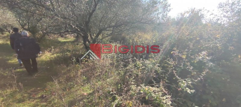 Αγροτεμάχια 2.100 τ.μ. προς πώληση, Ελαιώνας Σερρών