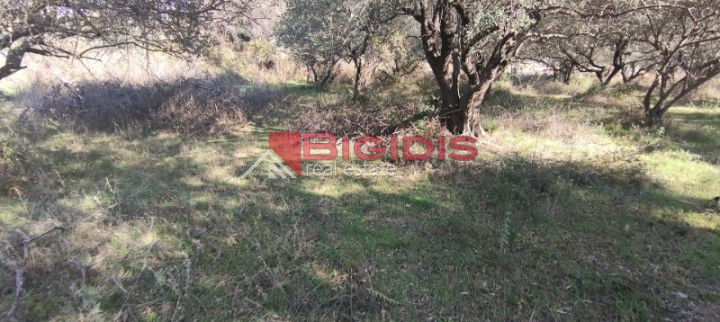 Αγροτεμάχια 2.100 τ.μ. προς πώληση, Ελαιώνας Σερρών