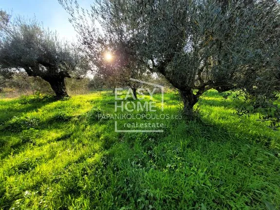 Land plot 1.534 sqm for sale, Messinia, Kalamata