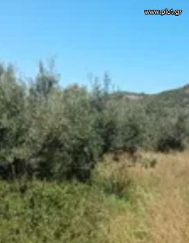Οικόπεδο 34.000τ.μ. για πώληση-Μύκονος » Ελιά