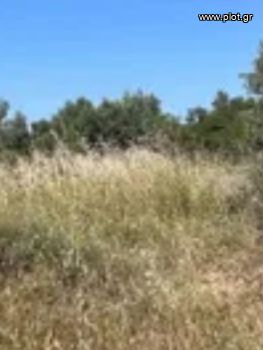 Land plot 15.000sqm for sale-Paros » Piso Livadi