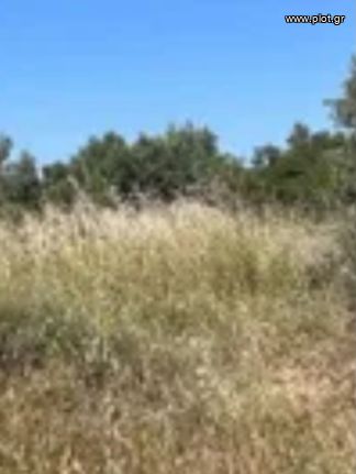 Οικόπεδο 15.000 τ.μ. για πώληση, Κυκλάδες, Πάρος