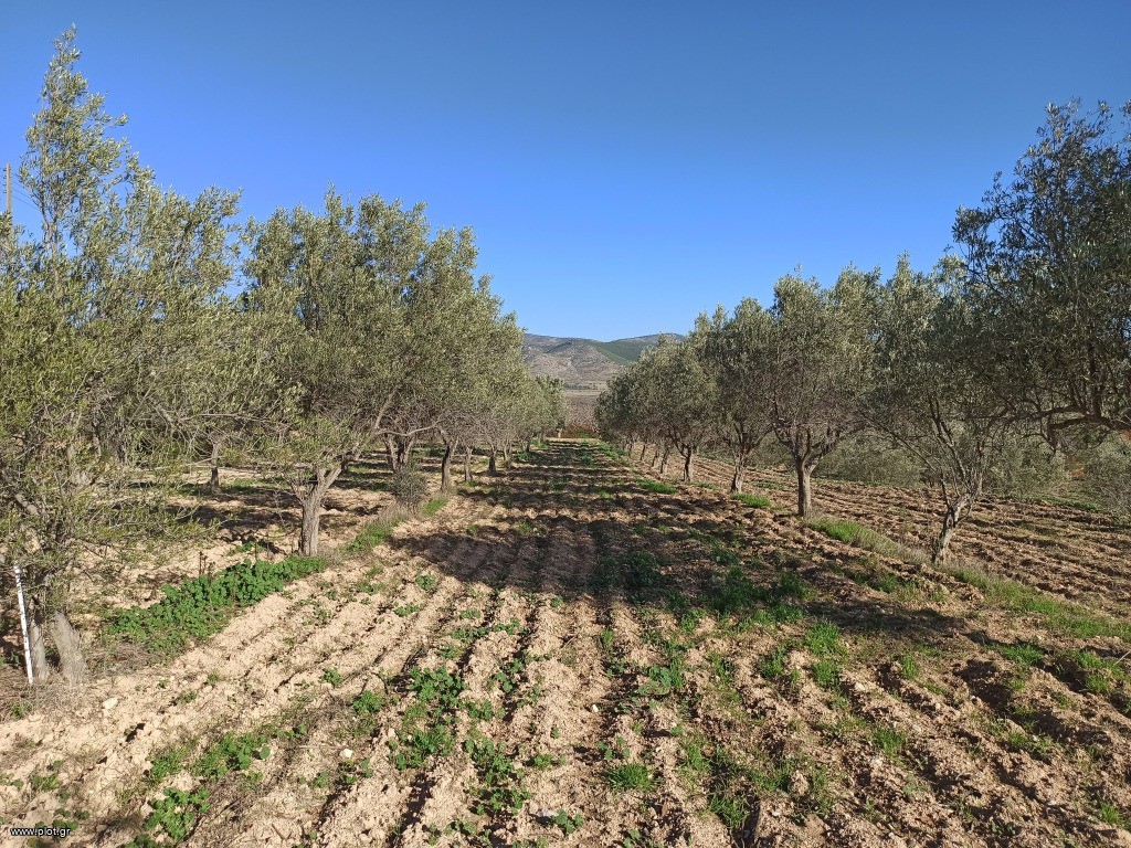 Αγροτεμάχια 5.500 τ.μ. πρός πώληση, Αττική - Υπόλοιπο, Βίλια