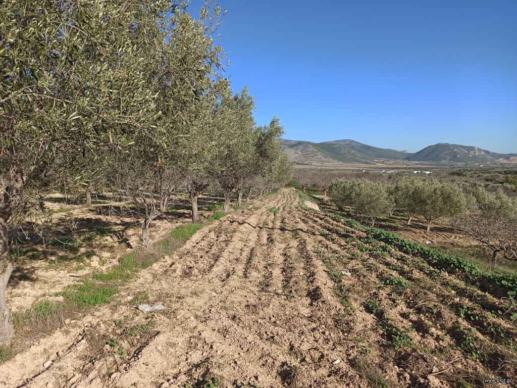 Αγροτεμάχια 5.500 τ.μ. πρός πώληση, Αττική - Υπόλοιπο, Βίλια