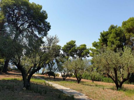 Μονοκατοικία 184τ.μ. για πώληση-Σιθωνία » Νικήτη
