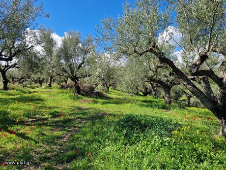 Αγροτεμάχια 3.006 τ.μ. για πώληση