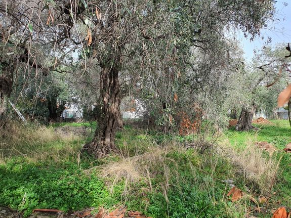 Land plot 389 sqm for sale, Kavala Prefecture, Thasos