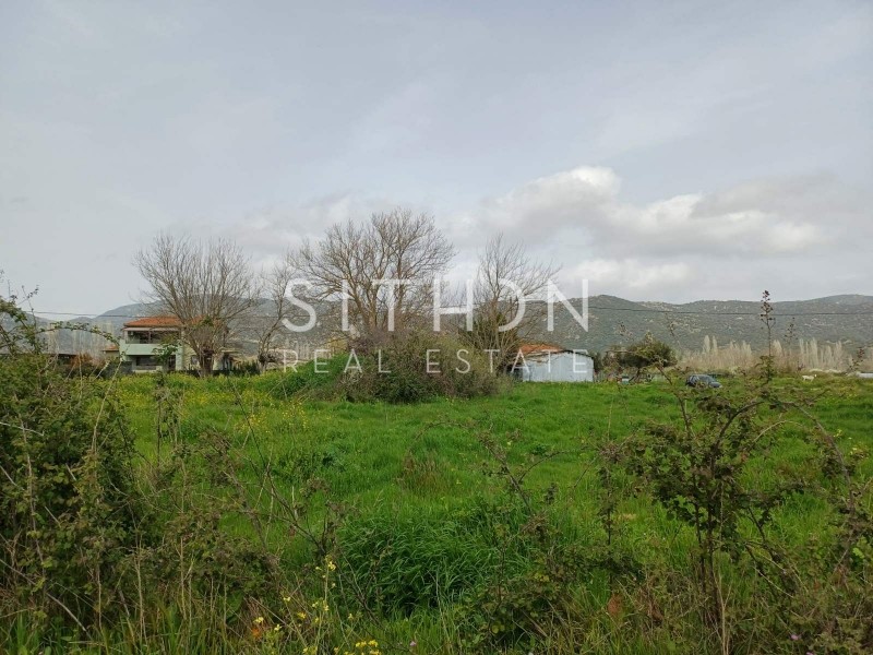 Αγροτεμάχια 767 τ.μ. προς πώληση, Συκιά Τορώνης