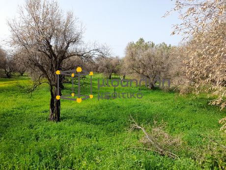 Αγροτεμάχια 8.000τ.μ. για πώληση-Αλεξανδρούπολη » Δίκελλα