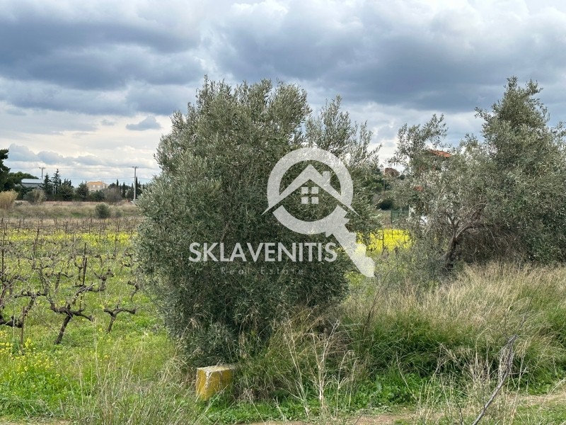 Οικόπεδο 504 τ.μ. πρός πώληση, Αθήνα - Ανατολικά Προάστια, Αρτέμιδα (λούτσα)