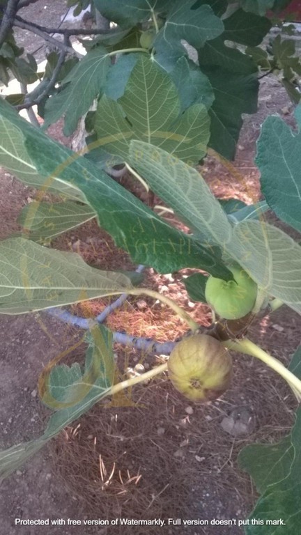 Μονοκατοικία 530 τ.μ. πρός πώληση, Αθήνα - Ανατολικά Προάστια, Κορωπί