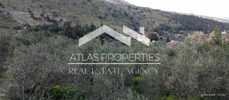Οικόπεδο 1.300 τ.μ. προς πώληση, Τζιτζιφές