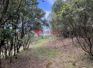 Αγροτεμάχια 4.100 τ.μ. για πώληση, Ν. Κέρκυρας, Κέρκυρα-thumb-1