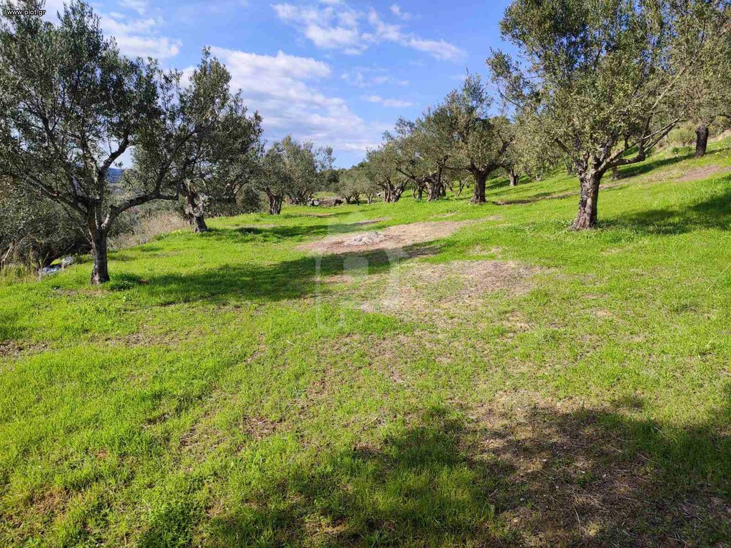 Οικόπεδο 4.300 τ.μ. προς πώληση, Ασίνη Κορώνης