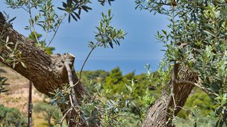 Αγροτεμάχια 31.000 τ.μ. για πώληση, Αργολίδα, Κρανίδι-thumb-3