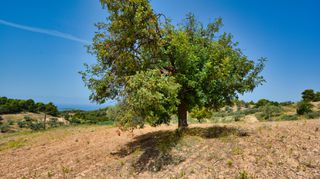 Αγροτεμάχια 31.000 τ.μ. για πώληση, Αργολίδα, Κρανίδι-thumb-9