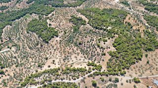 Αγροτεμάχια 31.000 τ.μ. για πώληση, Αργολίδα, Κρανίδι-thumb-20
