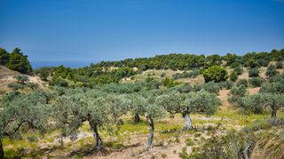 Αγροτεμάχια 31.000 τ.μ. για πώληση, Αργολίδα, Κρανίδι-thumb-24