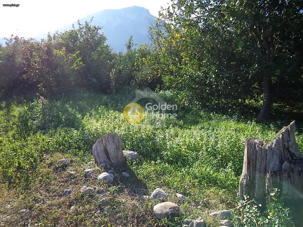 Αγροτεμάχια 8.000 τ.μ. πρός πώληση, Αχαΐα, Διακοπτό