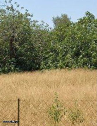 Land plot 2.500 sqm for sale, Athens - East, Koropi