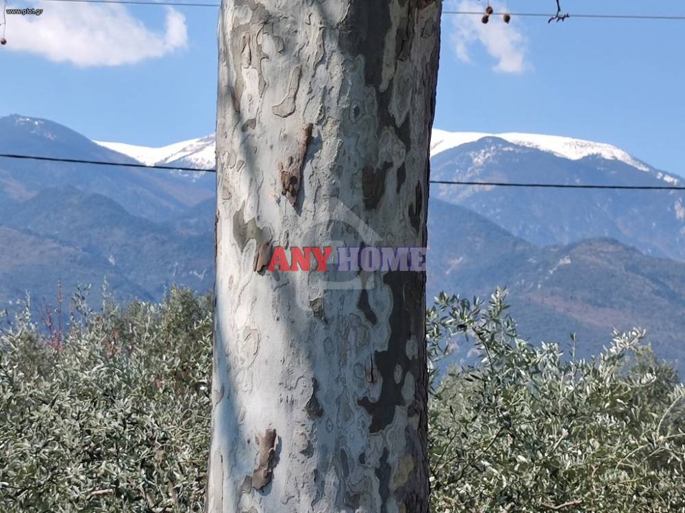 Αγροτεμάχια 1.586 τ.μ. προς πώληση, Λεπτοκαρυά Ανατολικού Ολύμπου
