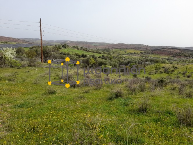 Αγροτεμάχια 3.600 τ.μ. πρός πώληση, Εβρος, Αλεξανδρούπολη