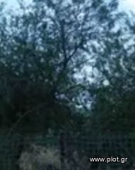 Οικόπεδο 453 τ.μ. για πώληση