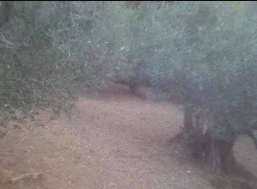 Οικόπεδο 1.768 τ.μ. πρός πώληση, Σποράδες, Σκόπελος