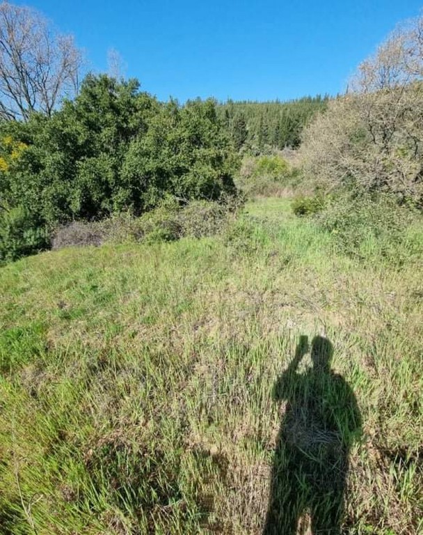 Αγροτεμάχια 3.810 τ.μ. προς πώληση, Ιερισσός