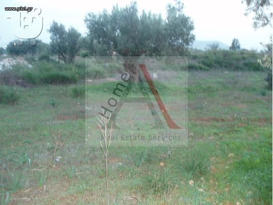 Land plot 1.105 sqm for sale, Athens - East, Koropi